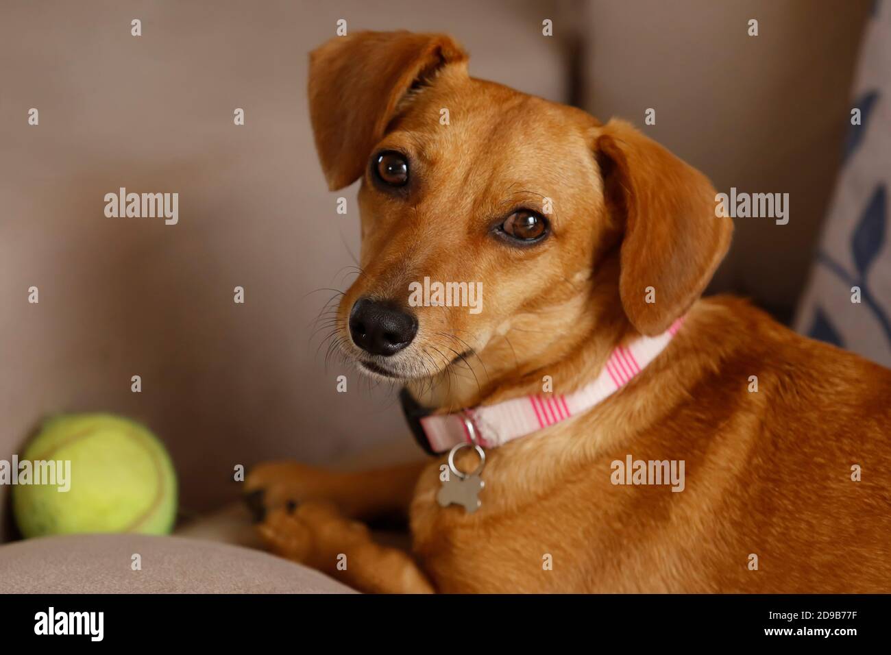 small animal dachshund puppy lying and quiet in yellow color and mixed