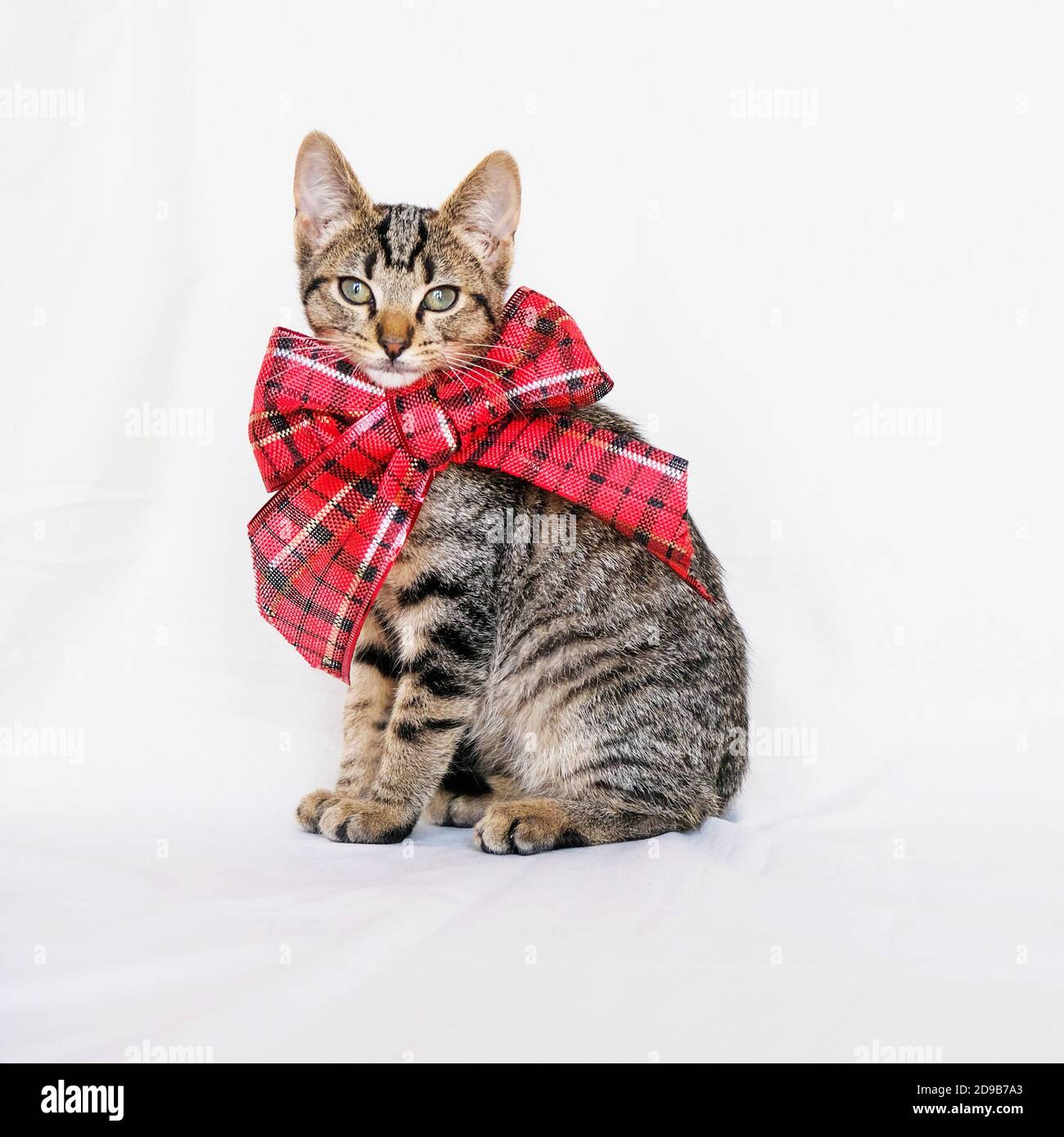 Beautiful mackerel tabby kitten with festive ribbon Stock Photo Alamy