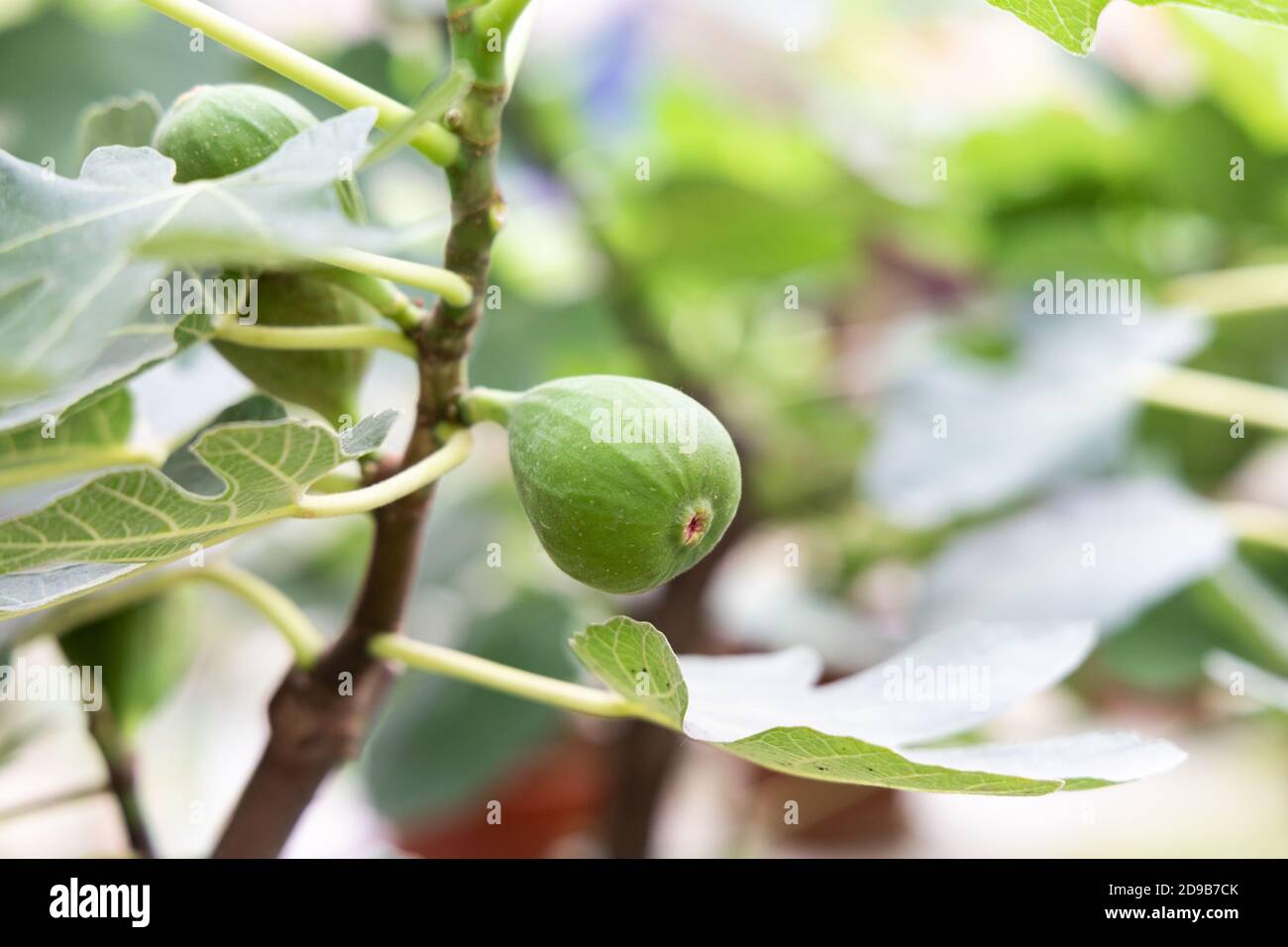 Closeup of figs fruit on branches of tree Stock Photo