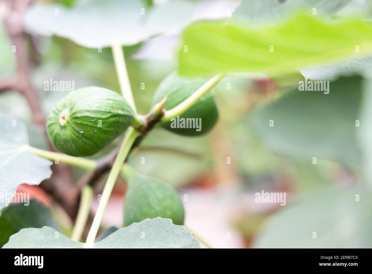 Closeup of figs fruit on branches of tree Stock Photo