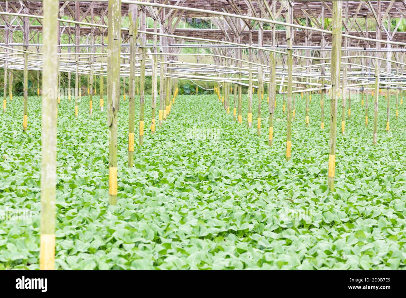 Organic greenhouse vegetable farming in Cameron Highlands, Malaysia