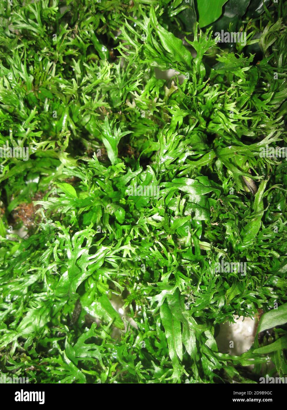 Leptochilus pteropus var. Windelov, synonym Microsorum pteropus, commonly known as Java fern Stock Photo