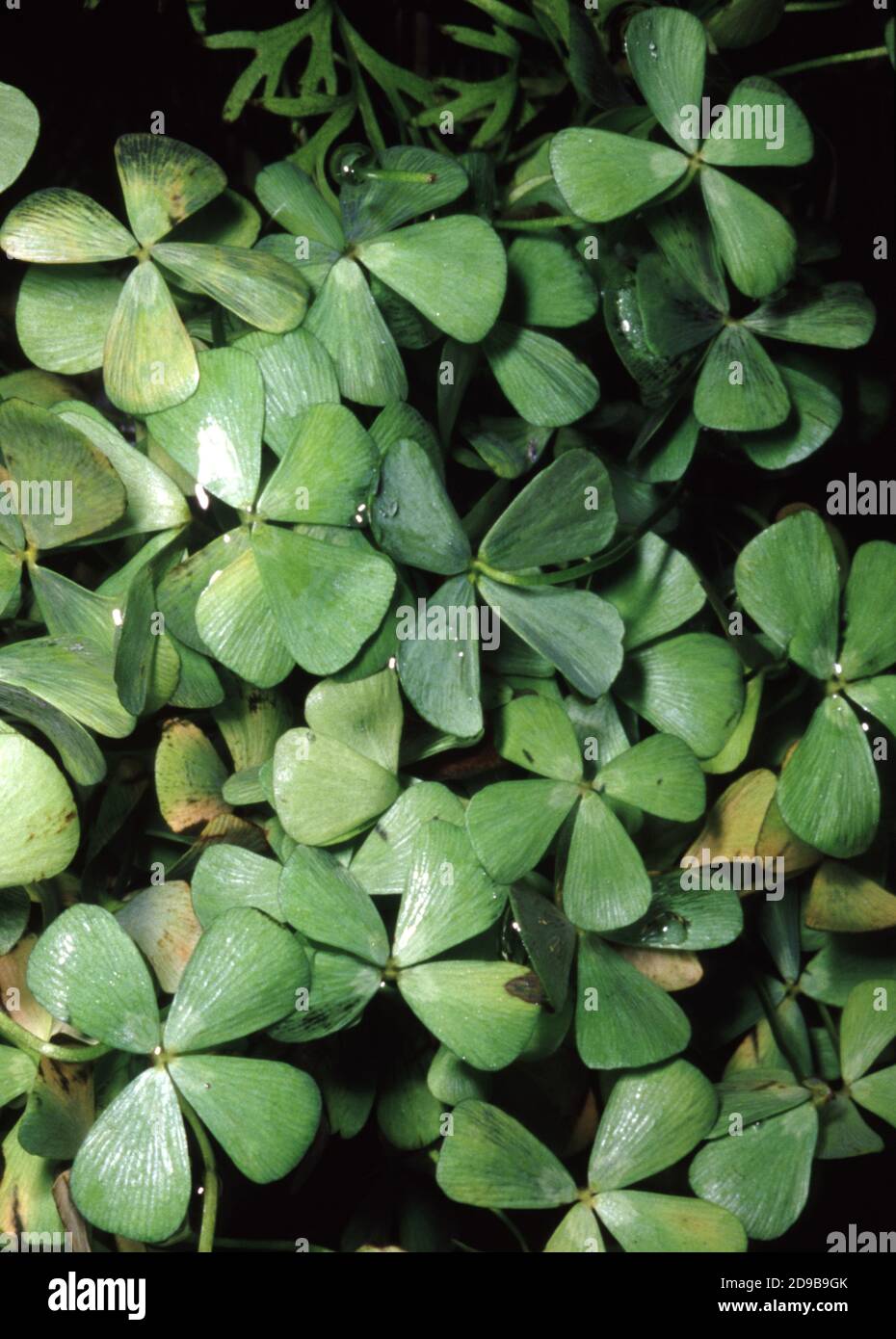 Marsilea quadrifolia, commonly called water clover or pepperwort, is a fern Stock Photo
