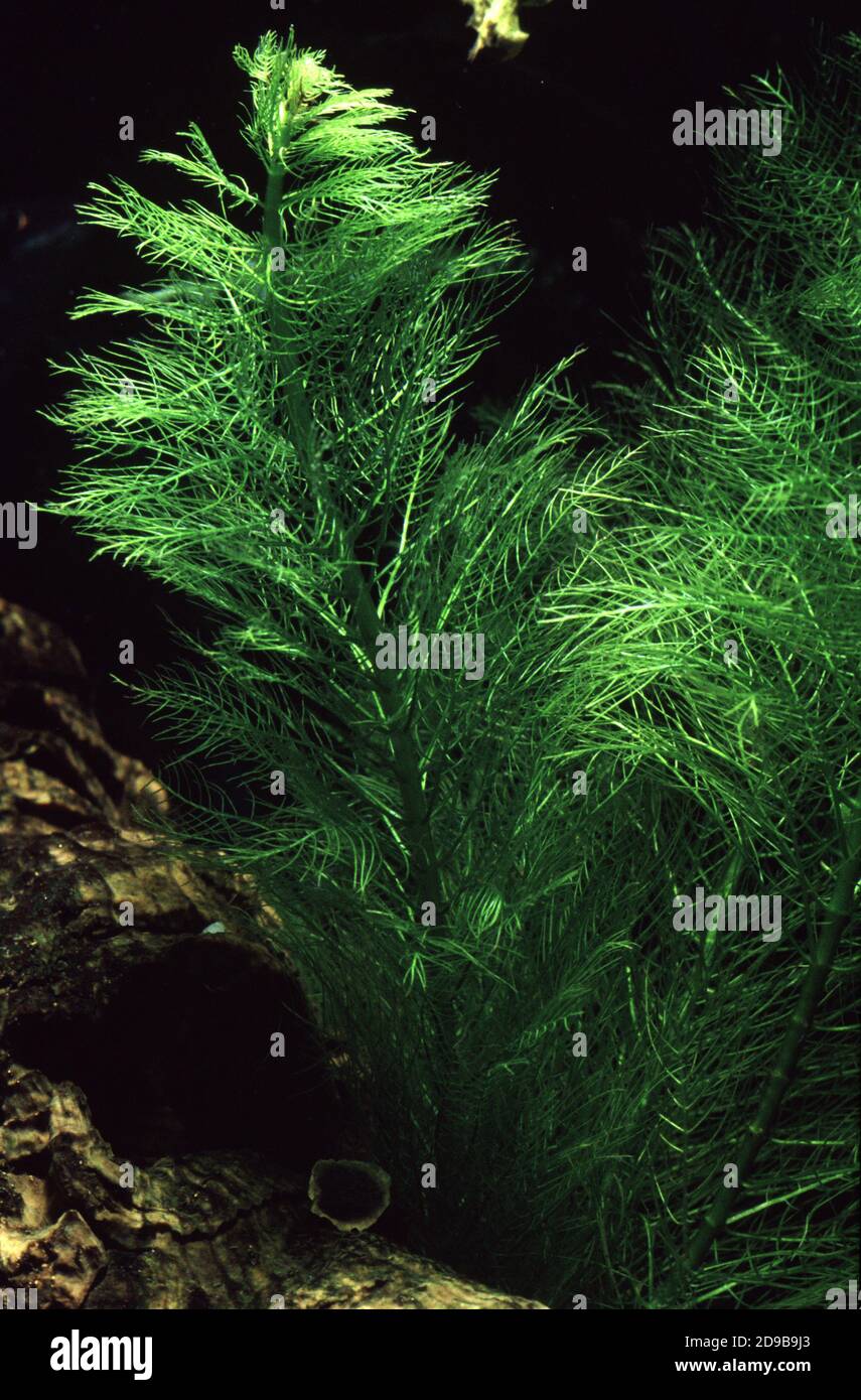 Green Milfoil, Myriophyllum mattogrossense Stock Photo