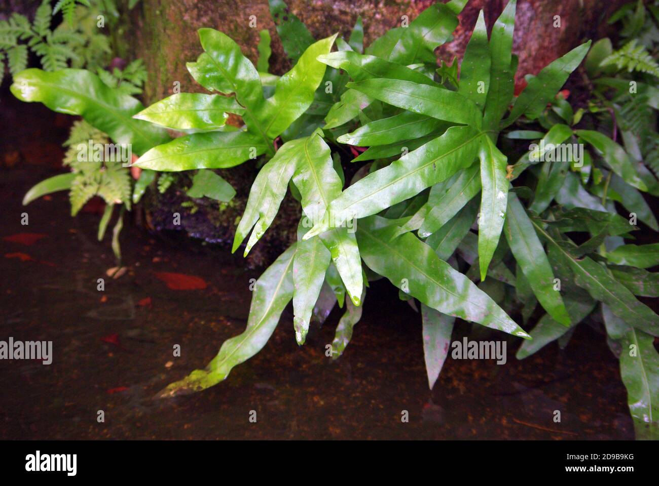 Leptochilus pteropus, synonym Microsorum pteropus, commonly known as Java fern Stock Photo