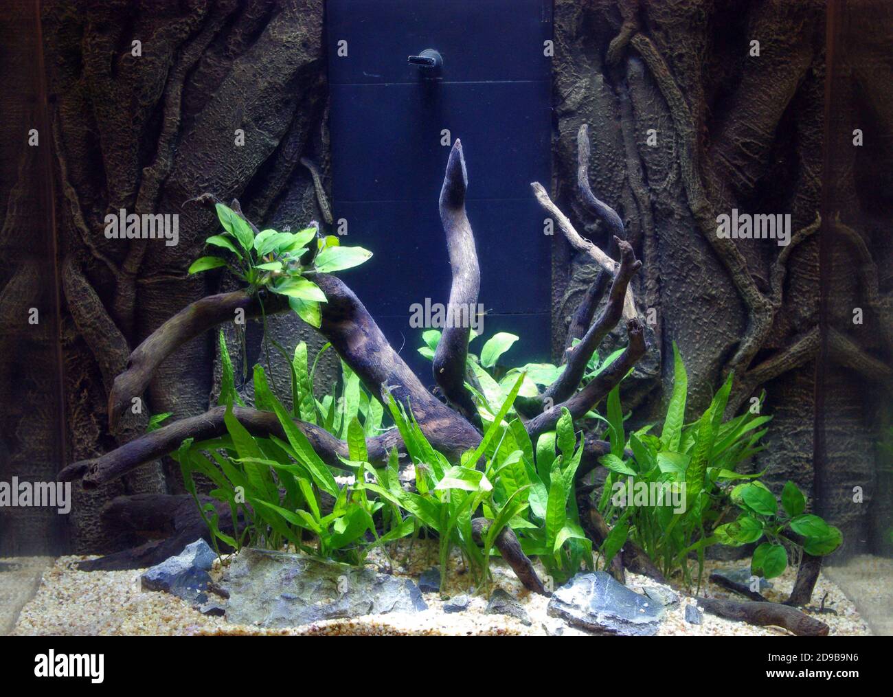 Aquarium with Leptochilus pteropus (synonym Microsorum pteropus), commonly known as Java fern Stock Photo