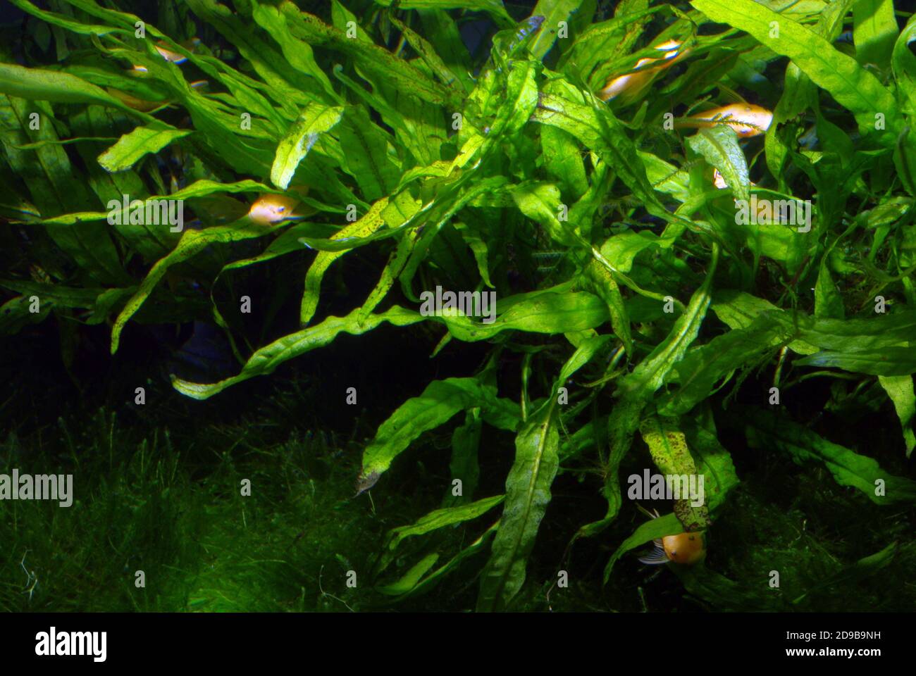 Leptochilus pteropus, synonym Microsorum pteropus, commonly known as Java fern Stock Photo