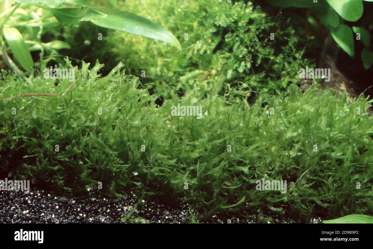 Liverwort, Monosolenium tenerum (commonly called Pellia or Pelia) Stock Photo