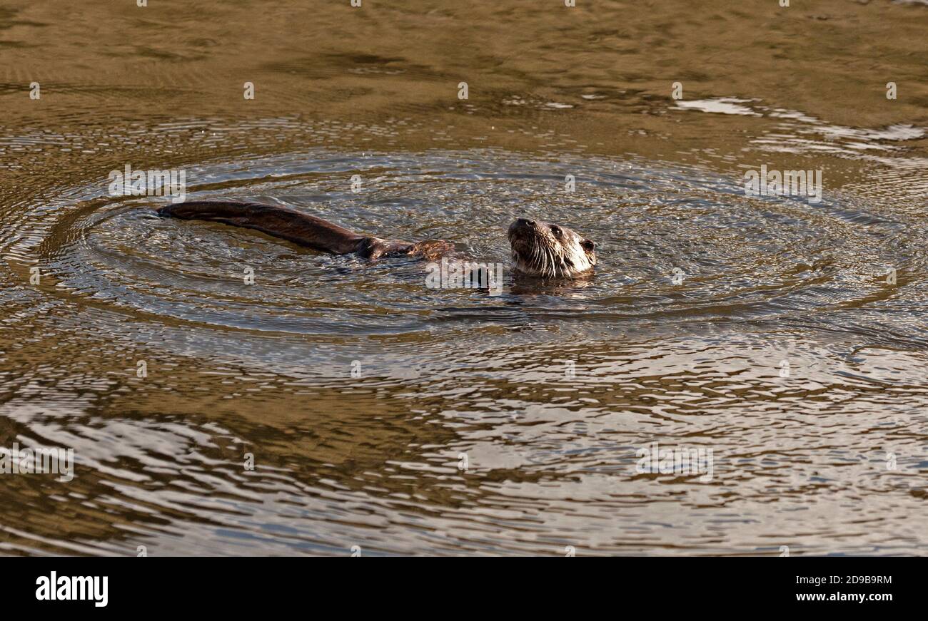 Dunsapie Loch, Holyrood Park, Edinburgh, Scotland, UK. 4 November 2020. Sunny for the young Male Otter for its visit to the Loch in Holyrood Park where it appears in a ring of bright water and it does seem to be catching small fish to eat and encourage its return. Stock Photo