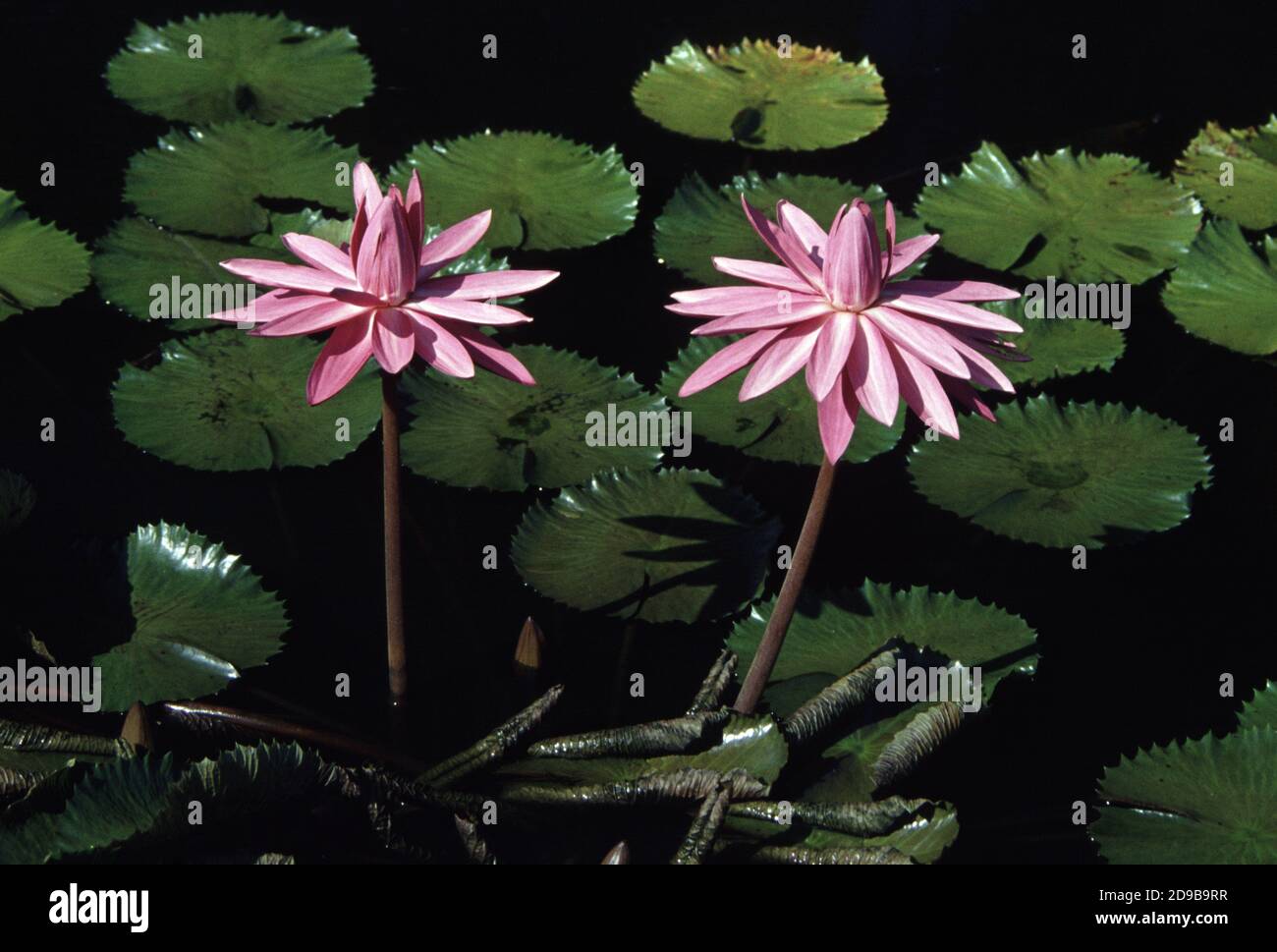 Egyptian water lily hi-res stock photography and images - Alamy