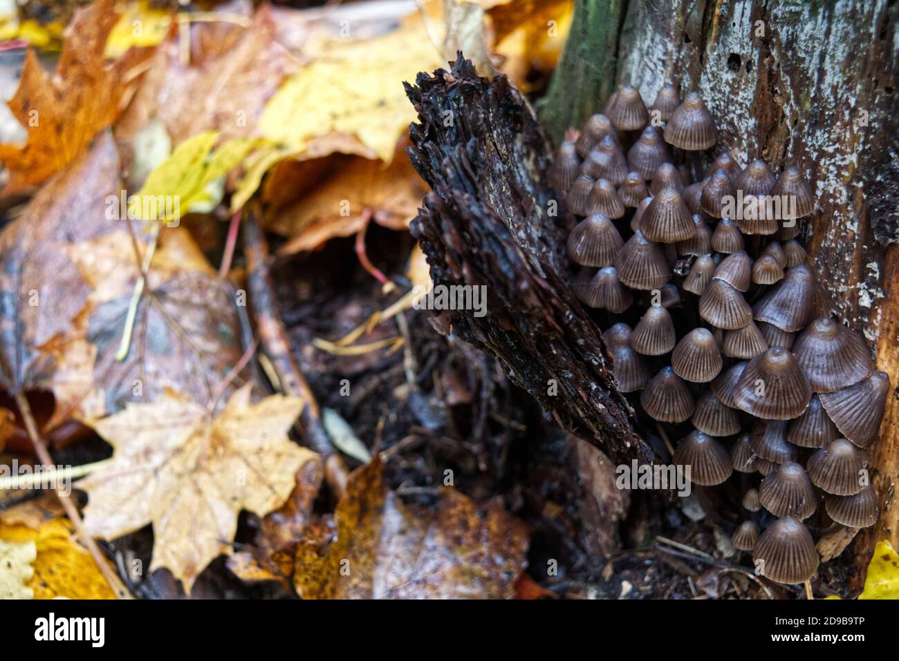 Mushrooms in autumn Stock Photo