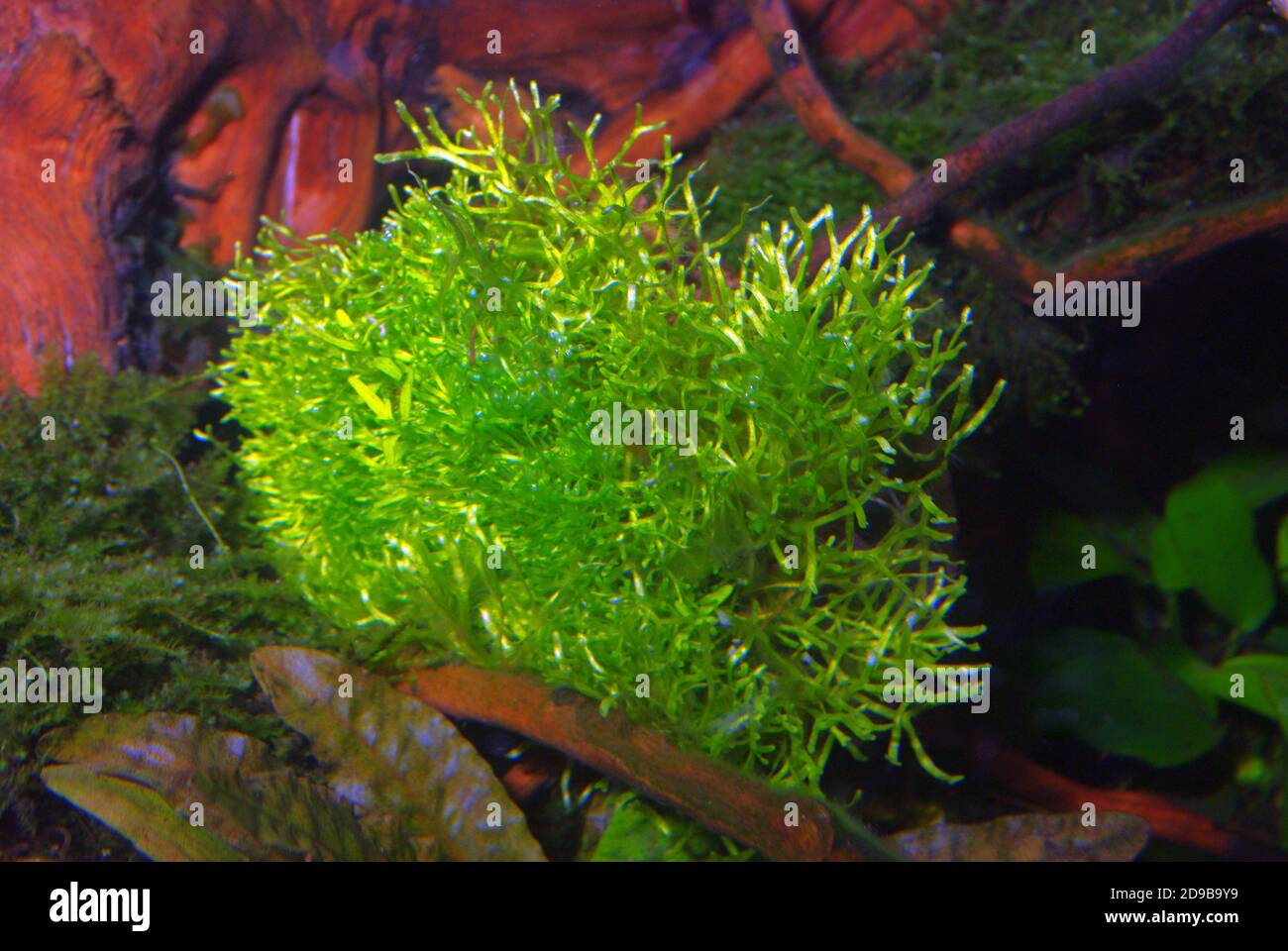 Riccia fluitans, whose common name is floating crystalwort, is an aquatic floating plant Stock Photo