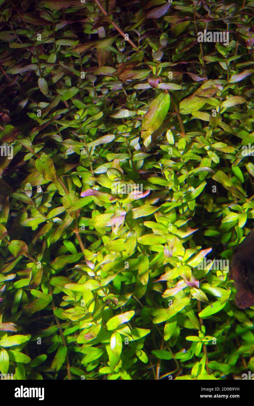 Rotala indica is a species of flowering plant in the loosestrife family known by the common name Indian toothcup Stock Photo