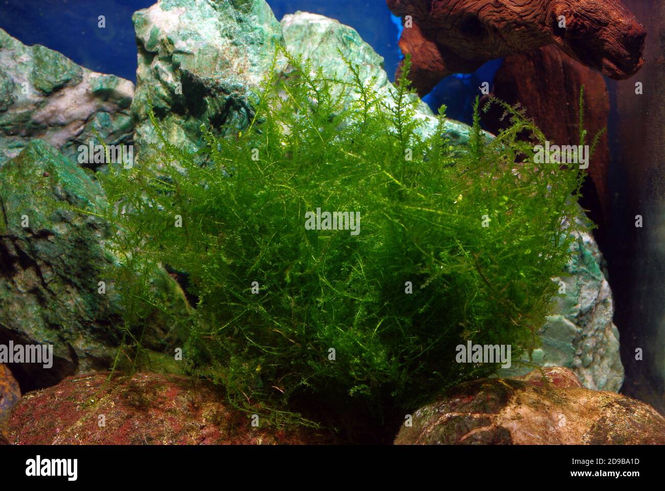 Taiwan moss, Taxiphyllum alternans Stock Photo