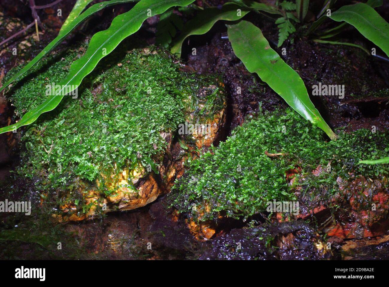 Creeping moss, Vesicularia sp. Stock Photo
