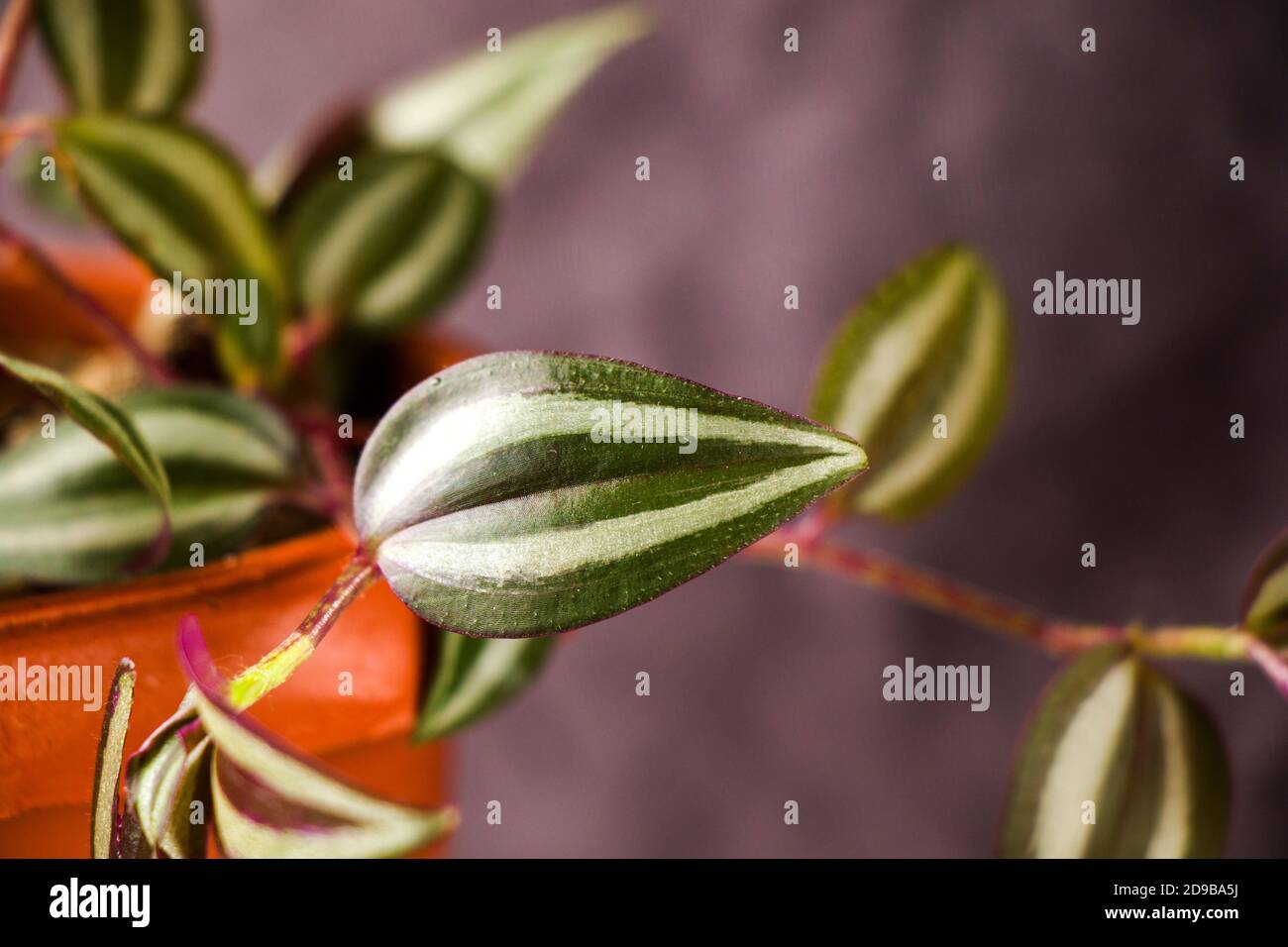 Tradescantia zebrina pendula plant, leaves background, beautiful house and urban plant Stock Photo