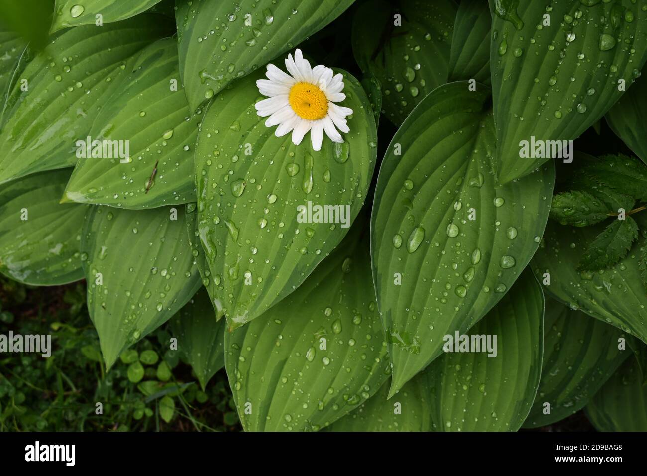 Des feuilles d'hostas après pluie Stock Photo