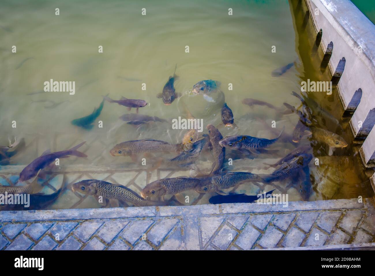 Fishes in gurudwara sarovar, The Harmindar Sahib, also known as Golden Temple Amritsar Stock Photo