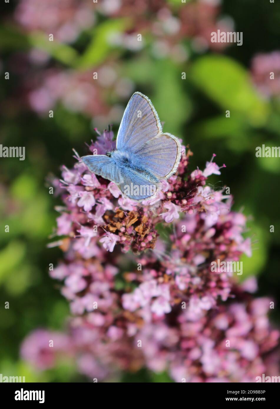 Blue Floral Butterfly Short main image 0