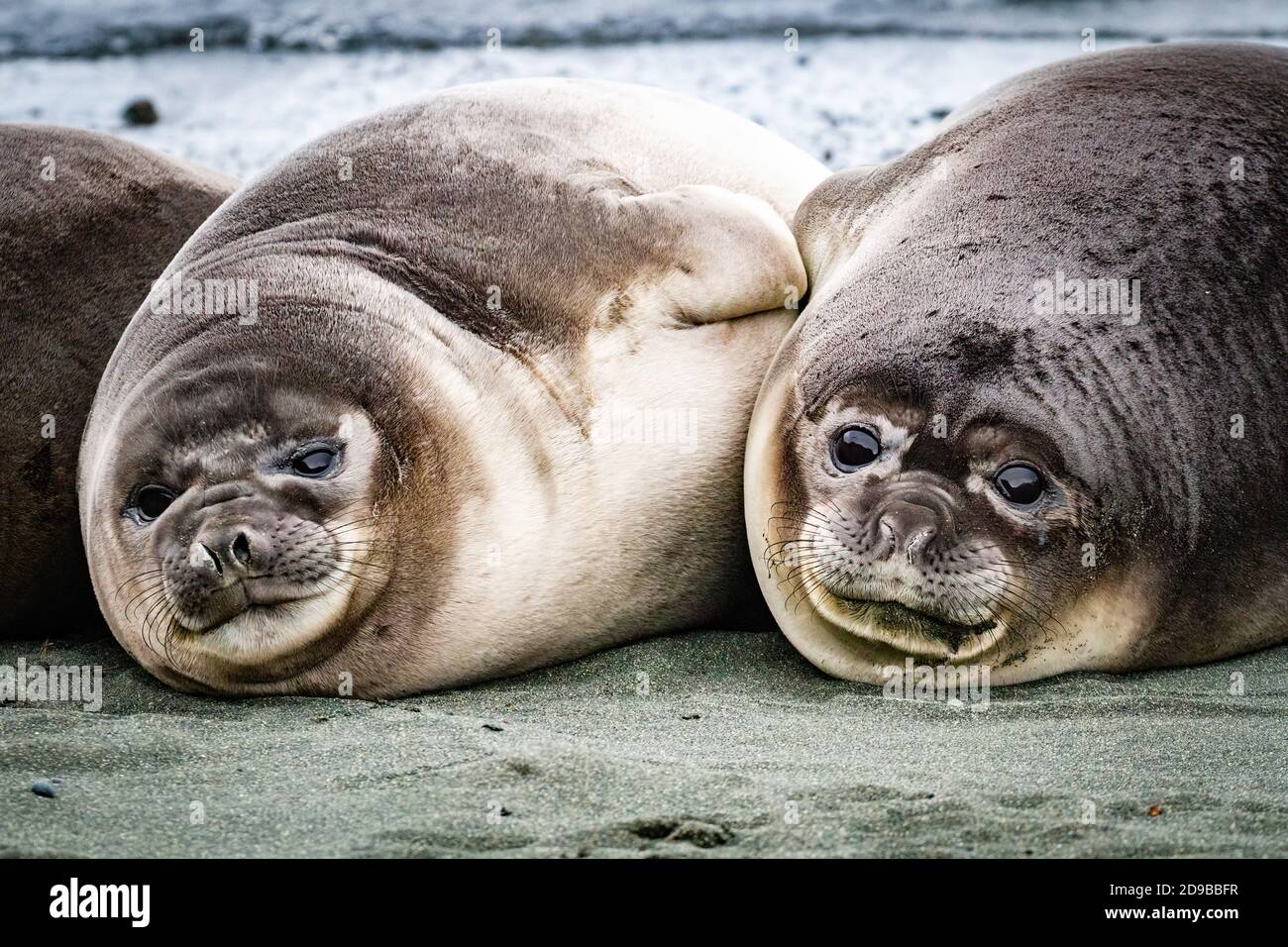 Blubbery hires stock photography and images Alamy