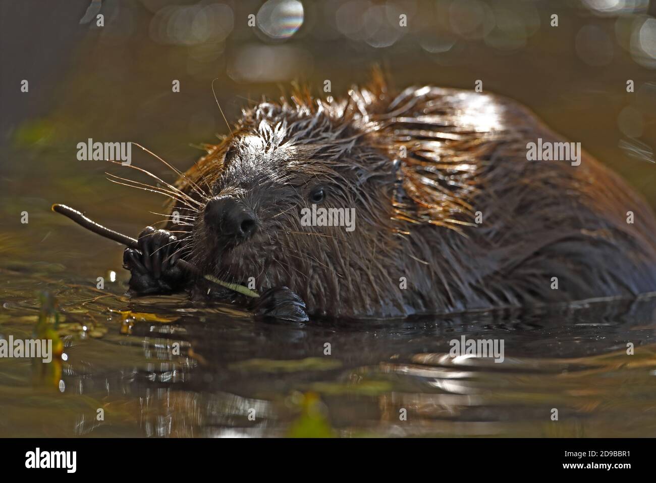 North American beaver (Castor canadensis), Maryland, feeding on tree bark Stock Photo