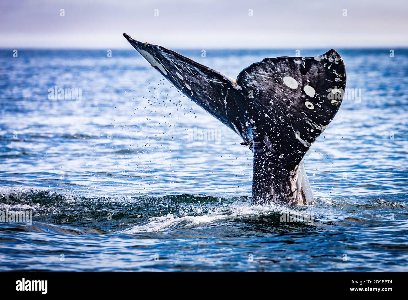 Diving humpback whale Stock Photo - Alamy