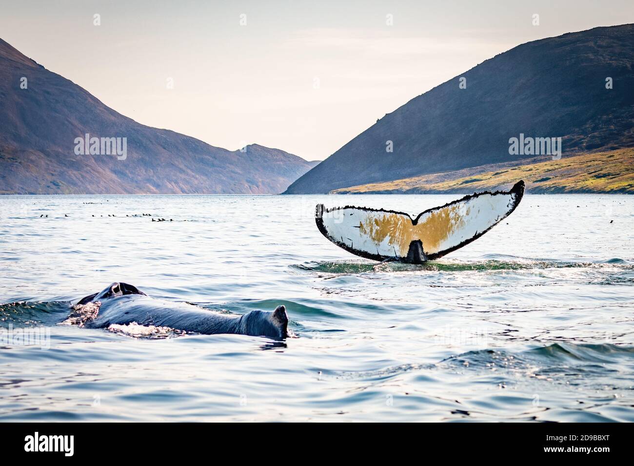 Humpback whale blow hole hi-res stock photography and images - Alamy