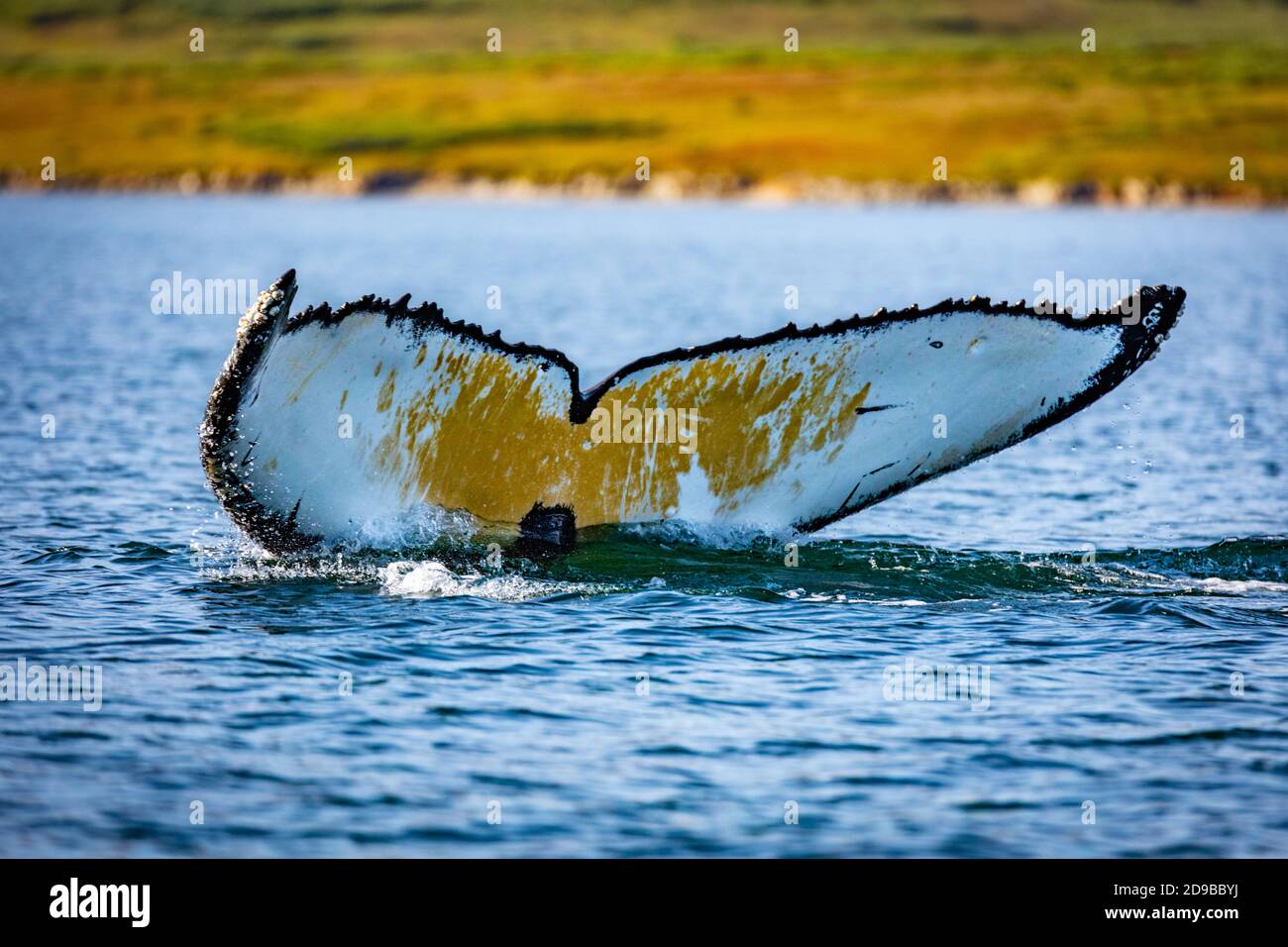 Whale sounding hi-res stock photography and images - Alamy