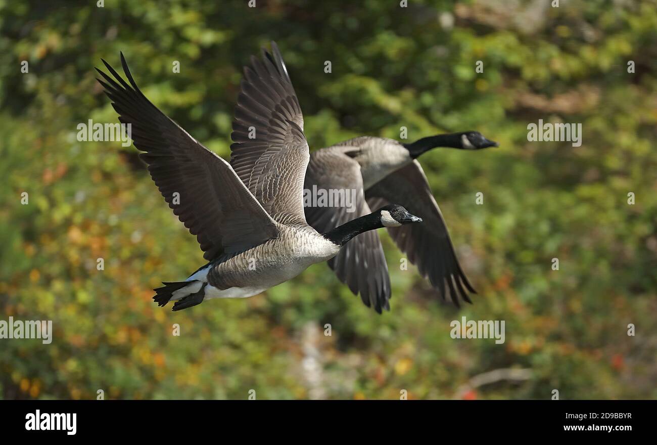 Canada goose (Branta canadensis), Maryland Stock Photo