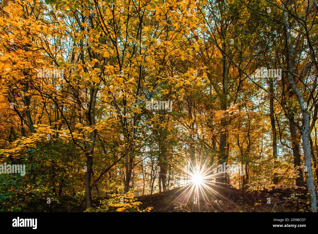 Sun and the autumn trees with golden leaves Stock Photo - Alamy