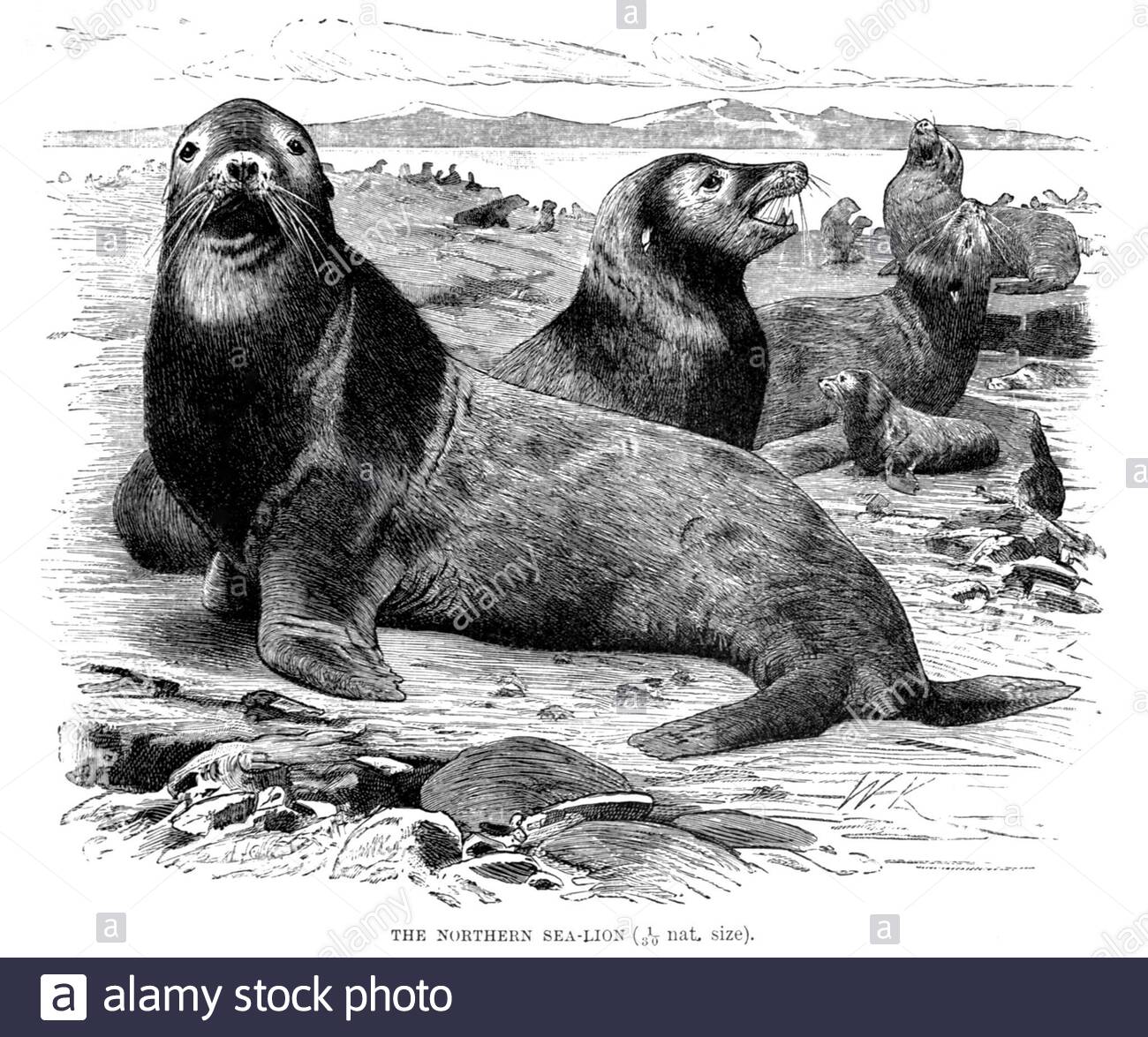 Northern Sea Lion (Steller sea lion), vintage illustration from 1894 Stock Photo