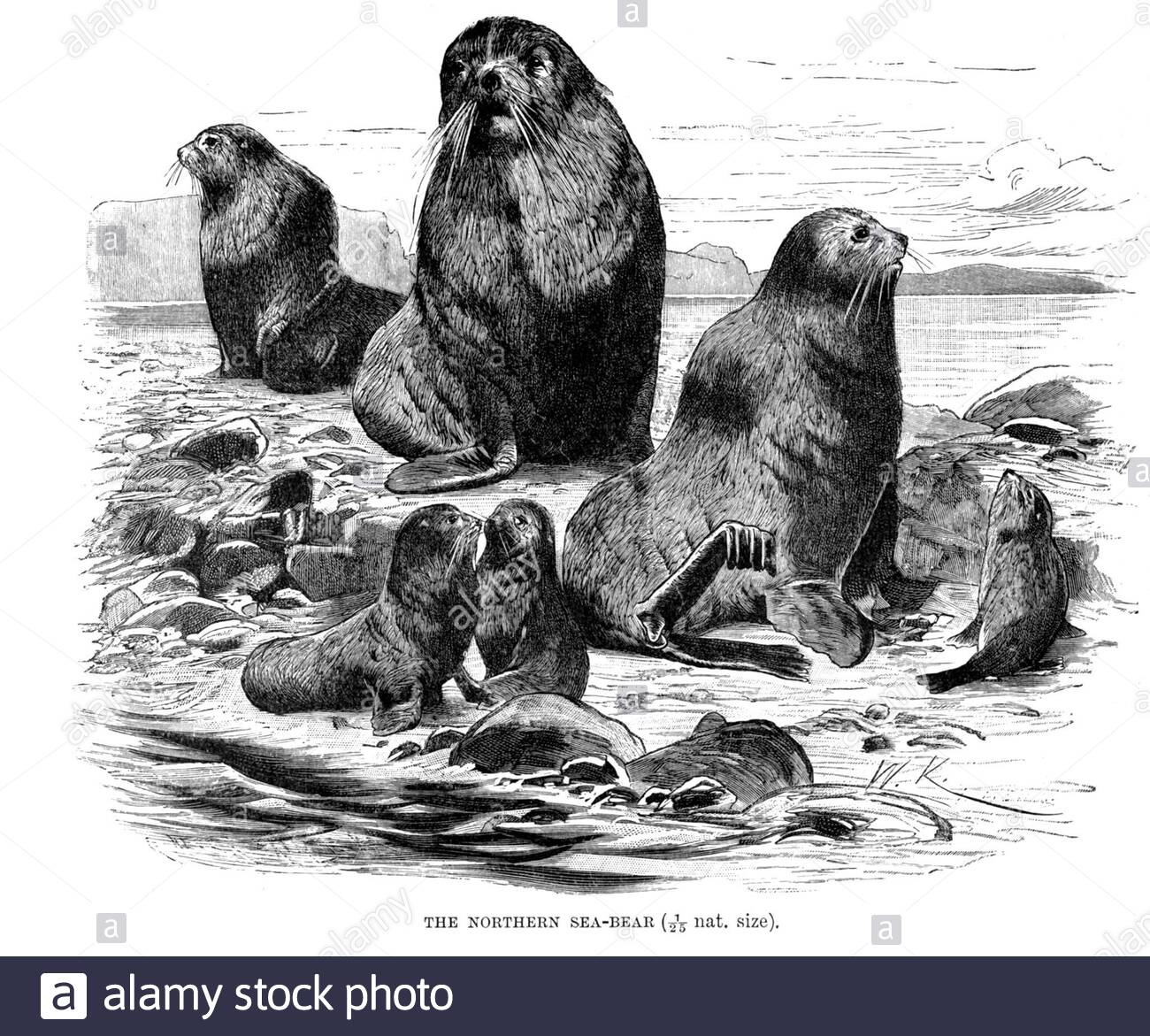 Northern Sea Bear (Northern Fur Seal), vintage illustration from 1894 Stock Photo