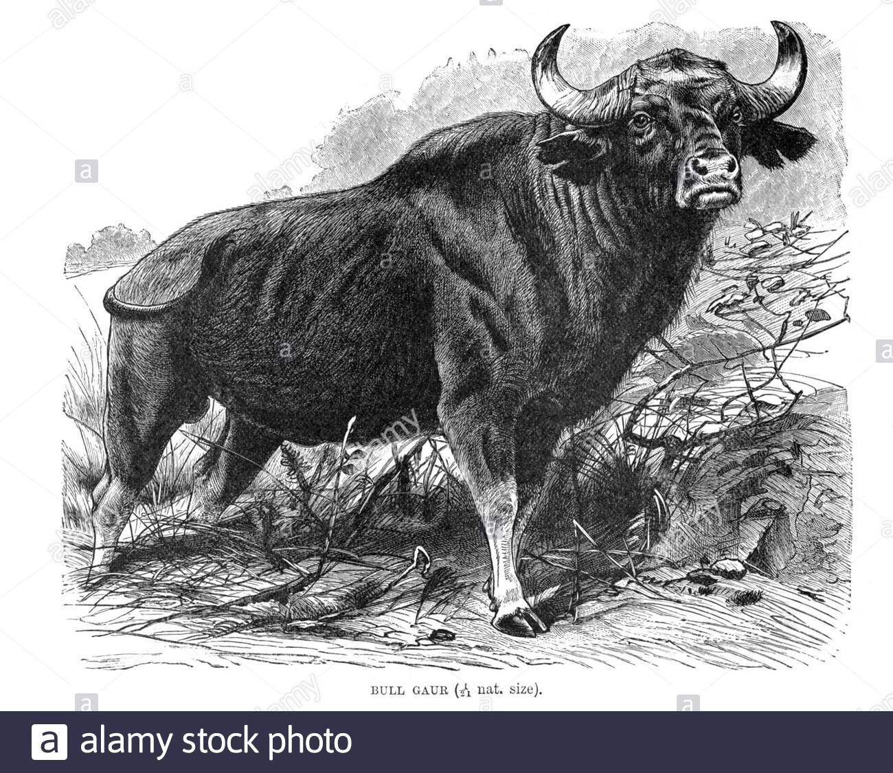 Gaur Bull, vintage illustration from 1894 Stock Photo