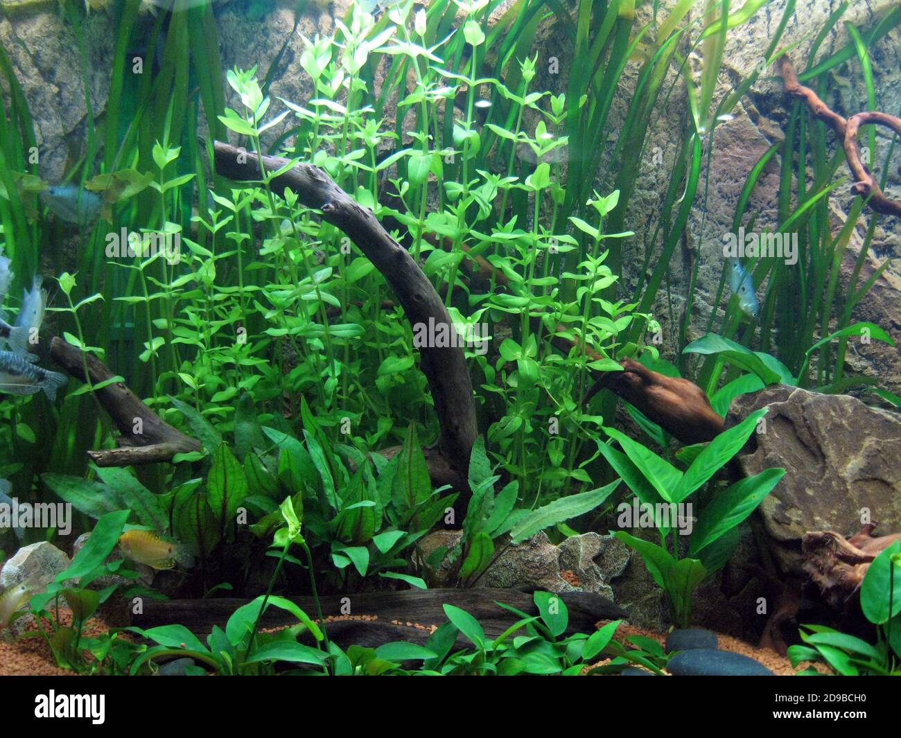 Biotope aquarium with a beautiful group of Hygrophila polysperma, also known as dwarf hygro, Indian waterweed and dwarf hygrophila Stock Photo