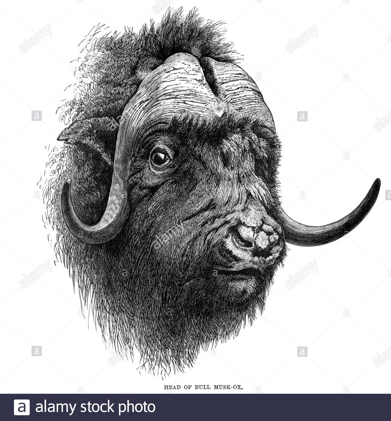 Bull Musk Ox, vintage illustration from 1894 Stock Photo