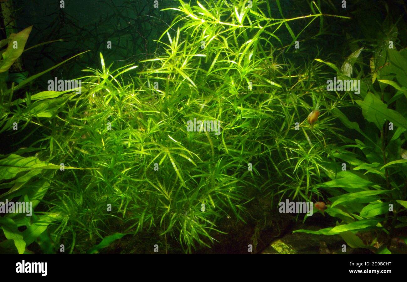 Najas Grass, Guppy Grass or Waternymph (Najas indica) Stock Photo