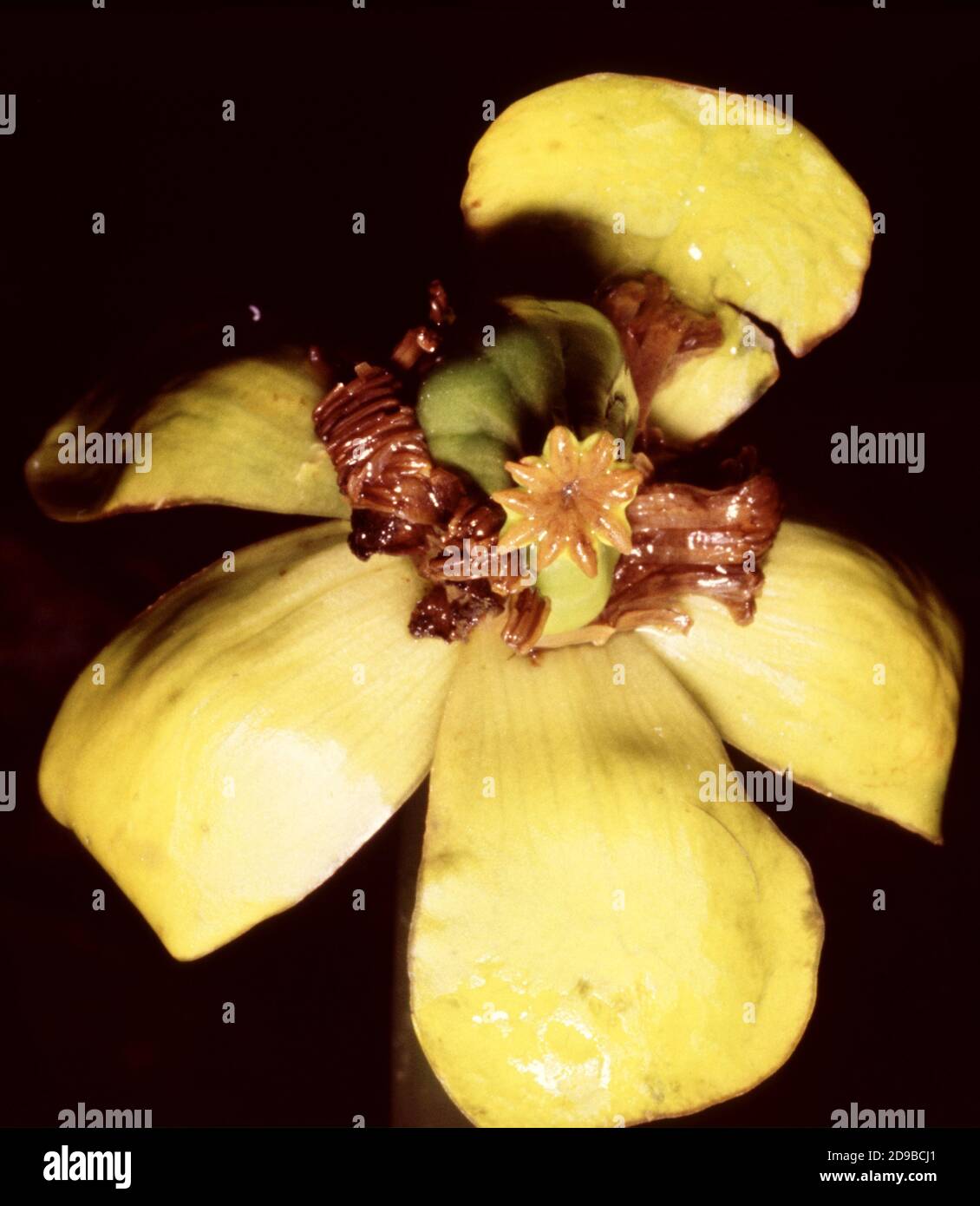 Flower of Nuphar lutea, the yellow waterlily, or brandybottle Stock