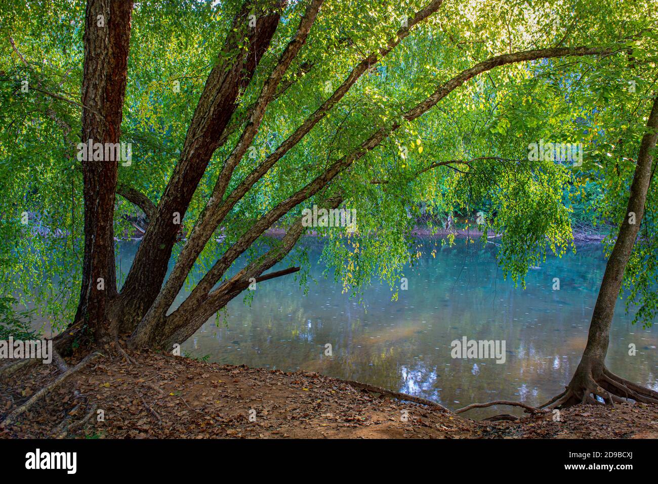 River birch (Betula nigra) arching over the Rivanna River in Riverview Park, Charlottesville, Virginia Stock Photo