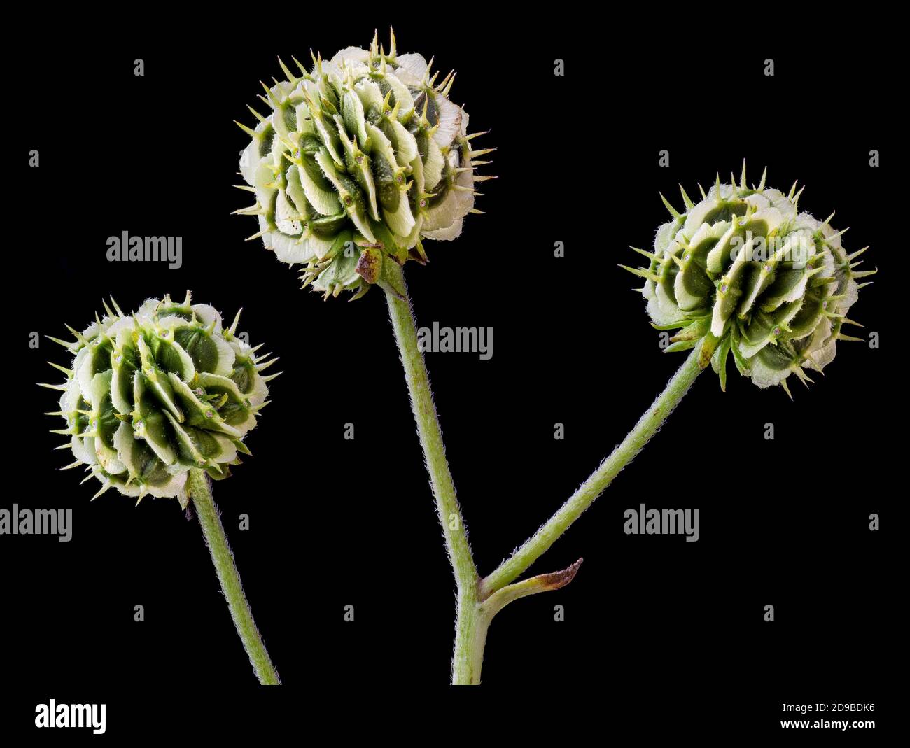 Macro view of three seed heads of the wingstem plant (Verbesina alternifolia). Individual seeds are flat, olive green, and  with white edges. Stock Photo