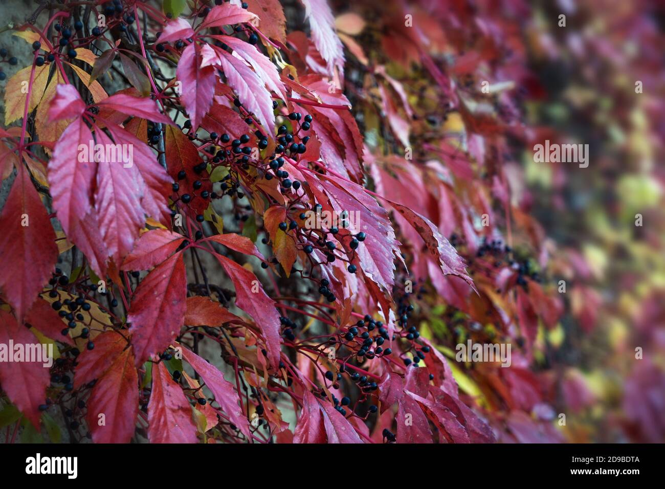 Woodbine or Virginia creeper (Parthenocissus quinquefolia) in autumn with red colored fall leaves and small black berries, self climbing on a wall, ba Stock Photo
