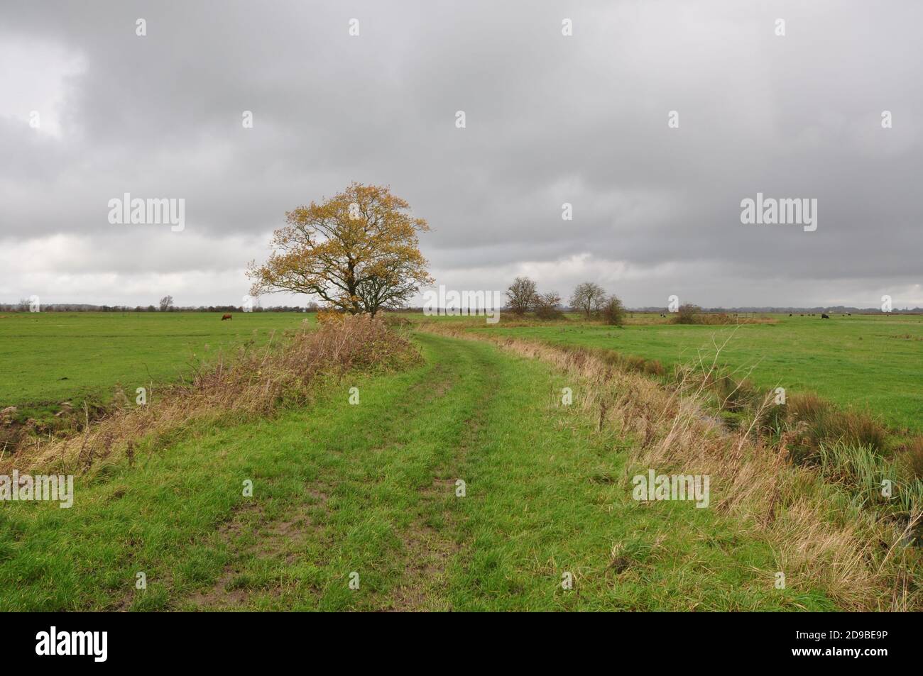 Grazing marsh hi-res stock photography and images - Alamy