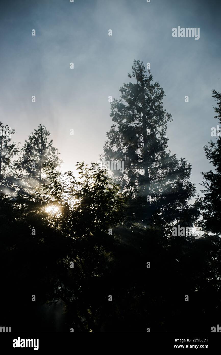 Smoke and Trees with Fading Light Stock Photo