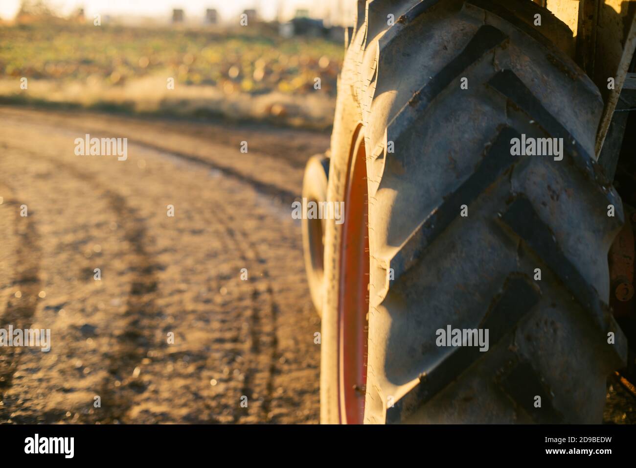 Tractor Tire Treads on Farm Road with Golden Light Stock Photo Alamy