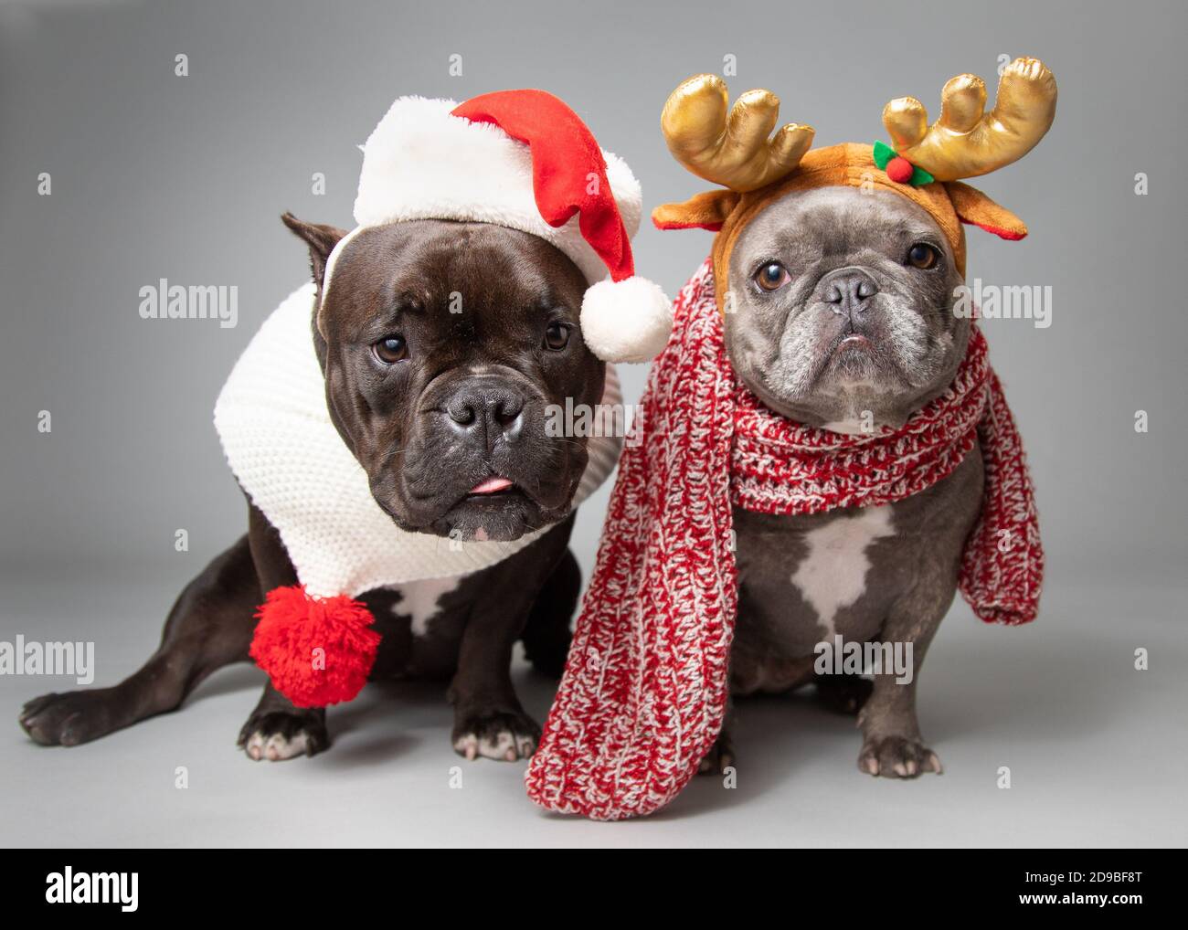 Two French bulldogs dressed in a Santa hat and antlers Stock Photo