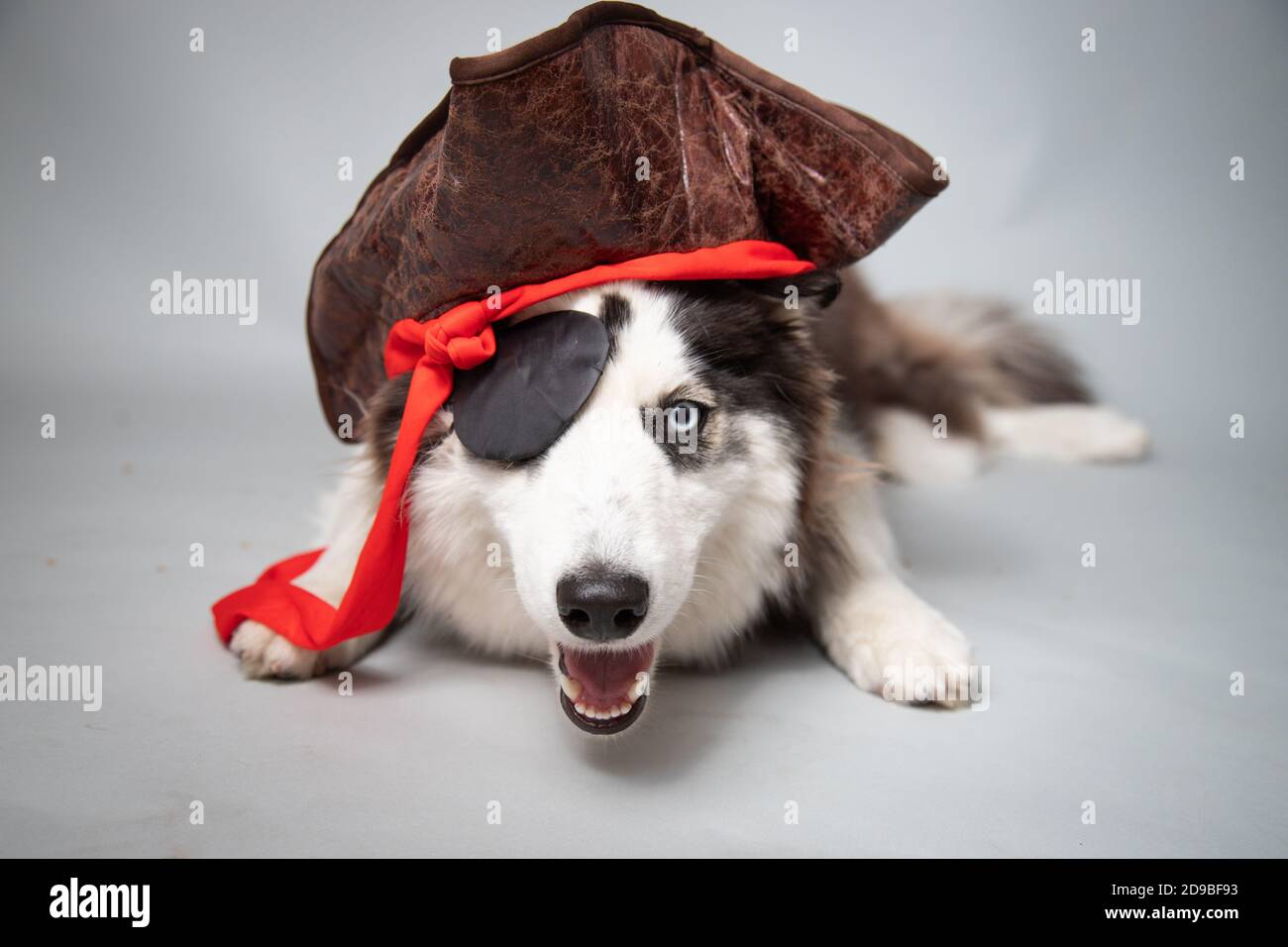 Portrait of a Siberian husky dressed as a pirate Stock Photo