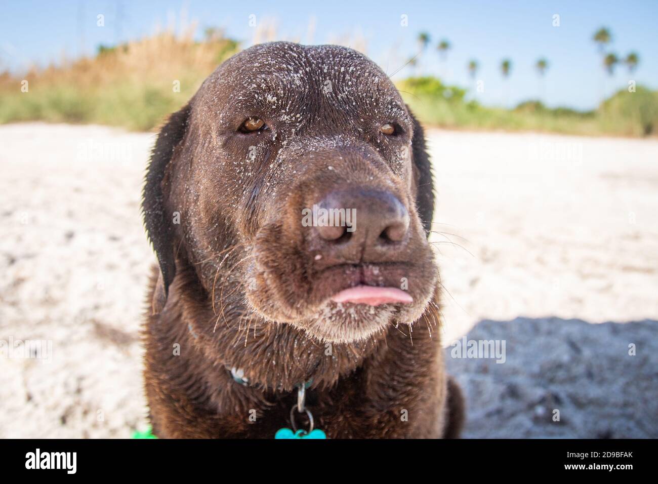 Chocolate labrador retriever covered in sand standing on the beach, Florida, USA Stock Photo