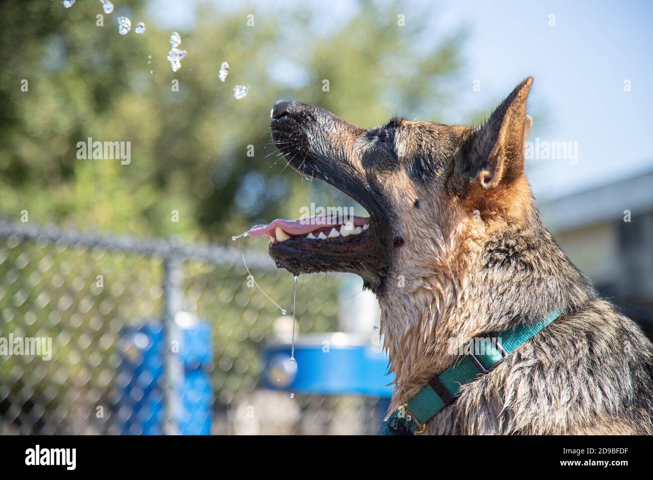 German shepherd dog drinking water in a garden, Florida, USA Stock Photo
