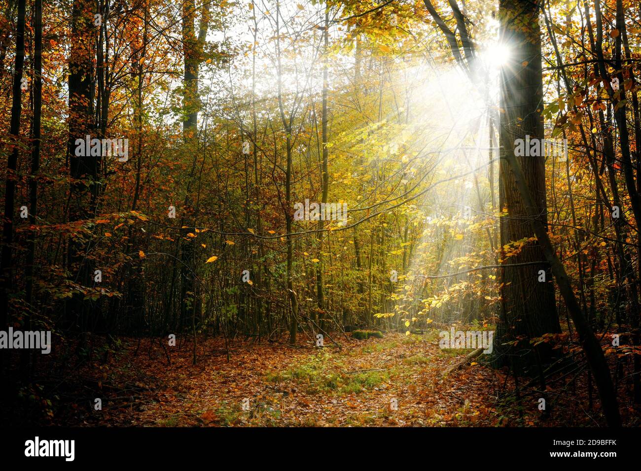 Autumn forest with colorful foliage and sunrays, seasonal landscape in the beautiful nature, selected focus Stock Photo