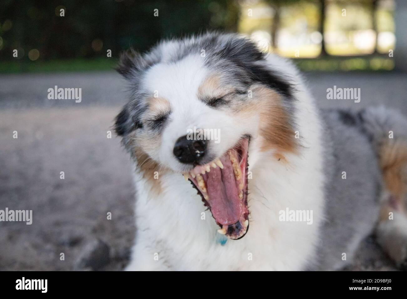 Portrait of an Australian shepherd yawning Stock Photo