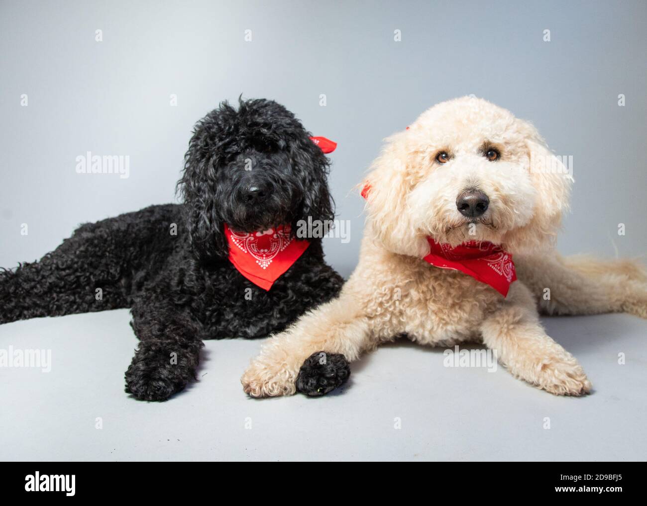 Two labradoodles lying on floor wearing red bandanas Stock Photo